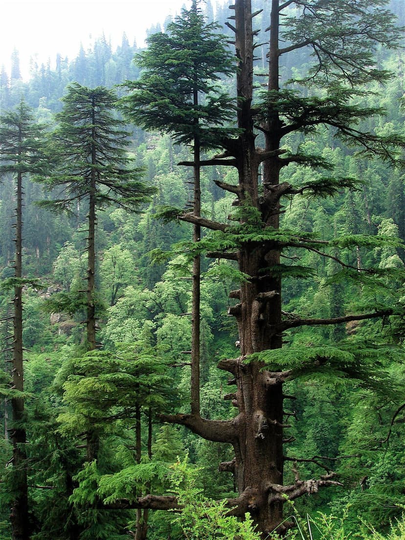 Tall ancient Cedrus deodara tree in a dense Himalayan forest near Manali, Himachal Pradesh, surrounded by younger deodars