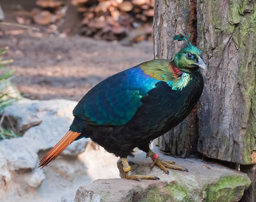 Male Himalayan Monal (Lophophorus impejanus) in full plumage, with iridescent blue-green neck and breast, copper back, crest on head, and rust-coloured tail