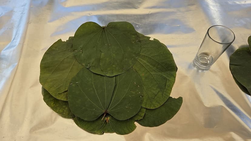 Stitched sal-leaf plate (pattal) used as the traditional serving plate for a Dham feast in Mandi district, Himachal Pradesh, pre-feast setup before the rice and madra arrive