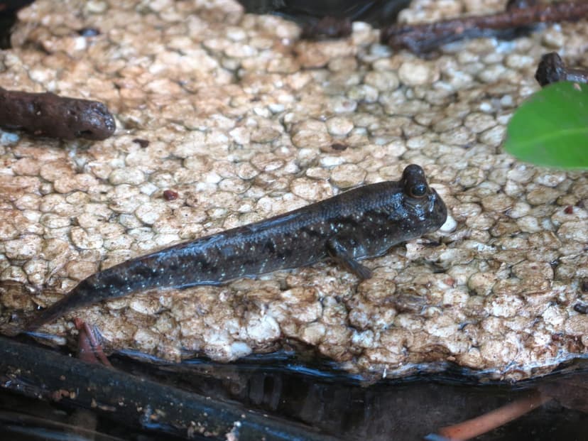 A dark amphibious mudskipper fish resting on wet pale mangrove mudflats in Goa, its eyes raised on top of its head.