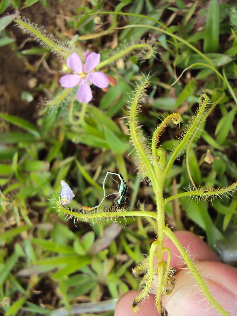 A sundew plant (Drosera) with red sticky glandular hairs along its stems, a pink flower, and a small insect caught in the hairs
