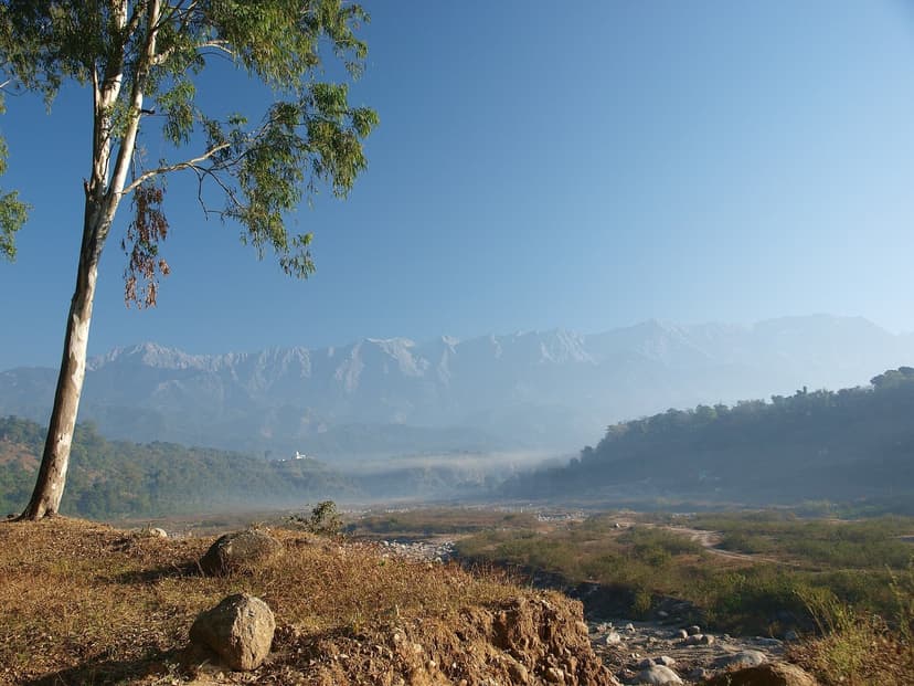Wide hazy morning view across the Kangra valley with the snow-capped Dhauladhar range rising behind a foreground eucalyptus tree