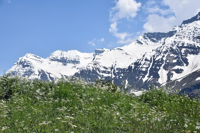 Knee-high meadow of small white wildflowers and grass under a deep blue sky, with the white snow ridges of the Drilbu range looming directly behind, taken in mid-July from Sissu in Lahaul