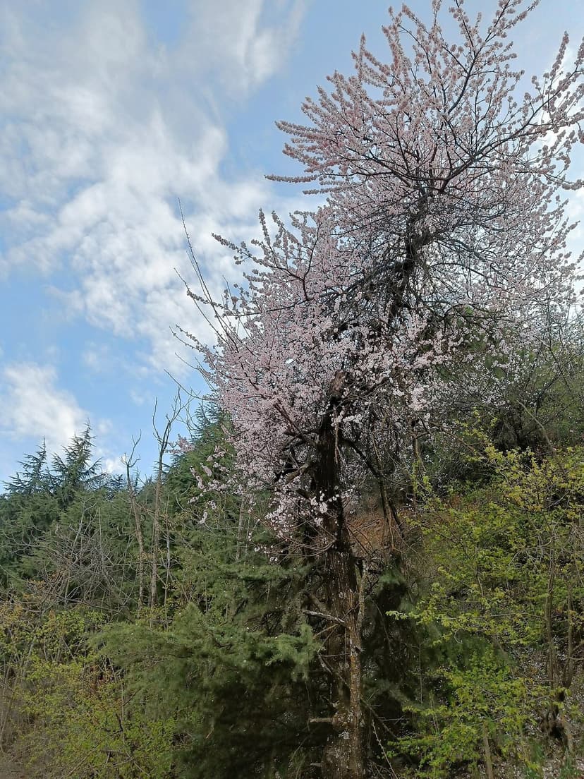 Apple trees in full blossom in Himachal Pradesh, white and pink flowers covering the branches with green mountain hillside behind