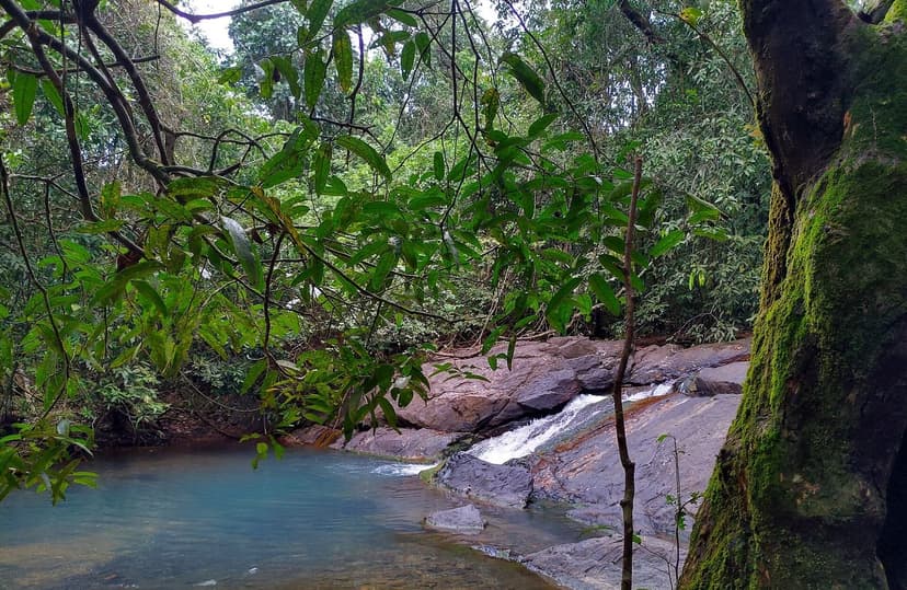 A small waterfall and clear green pool over mossy rocks in dense forest in the Western Ghats of inland Goa.