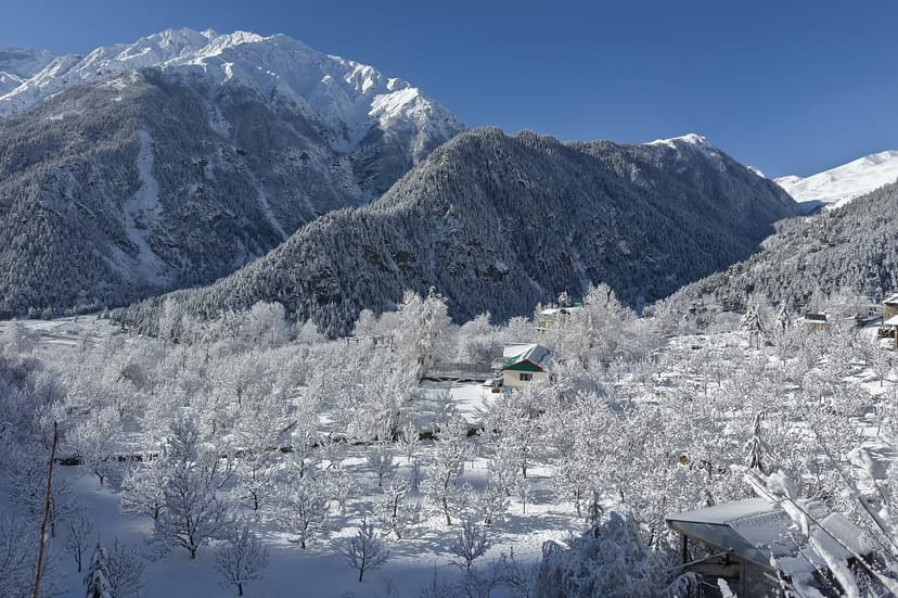 A Kinnaur apple orchard under fresh snow, bare trees with the Kinner Kailash range behind under a blue sky