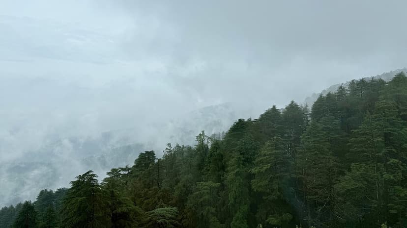 Misty deodar forest on a ridge above Shimla with monsoon cloud rolling through the trees
