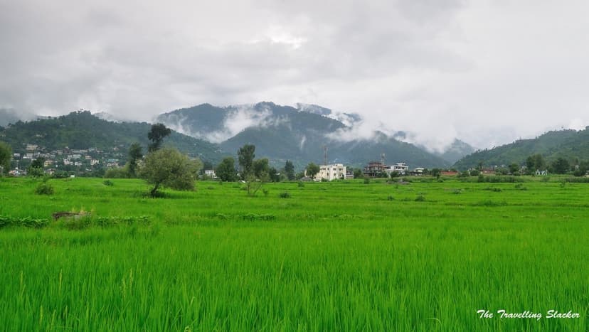 Bright green paddy fields on the floor of Karsog valley in Mandi district with a hillside village and monsoon cloud over forested ridges
