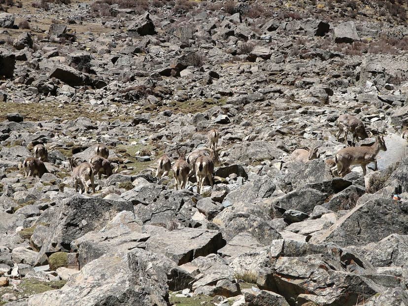 A herd of blue sheep, bharal, on a rocky Spiti slope, the main winter prey of the snow leopard