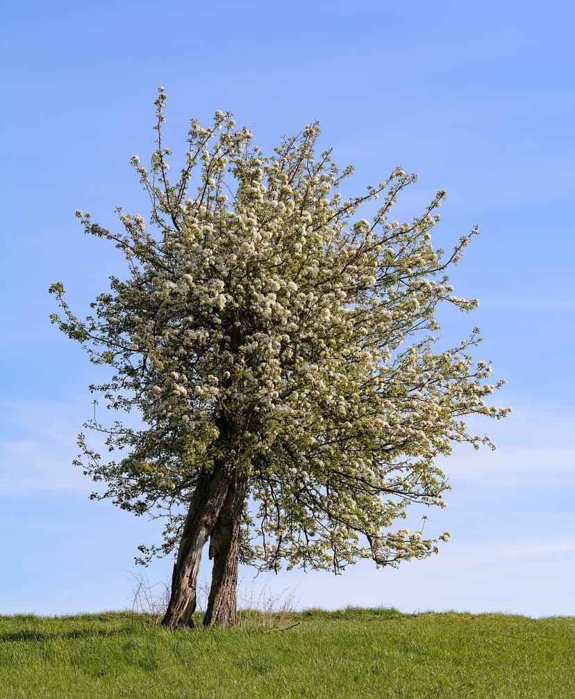 Single pear tree on a grassy hillside in full white bloom against a blue sky