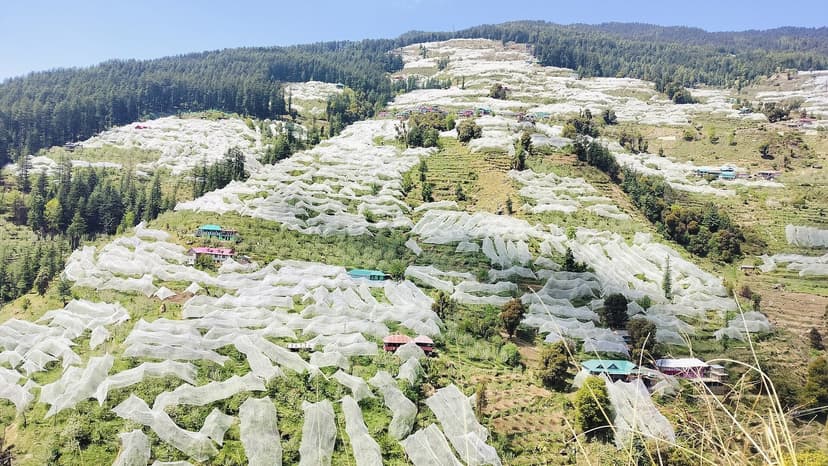 Terraced apple orchards under white hail-protection nets in the Narkanda apple belt