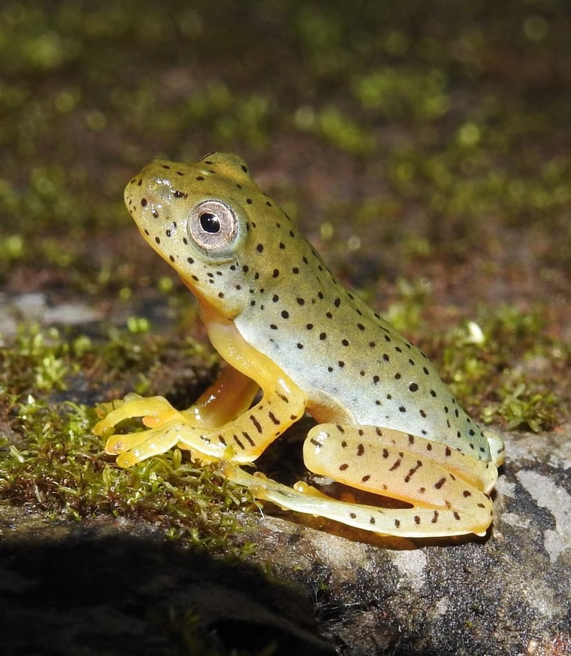 A Malabar gliding frog, bright green with black spots and orange webbed feet, perched on moss