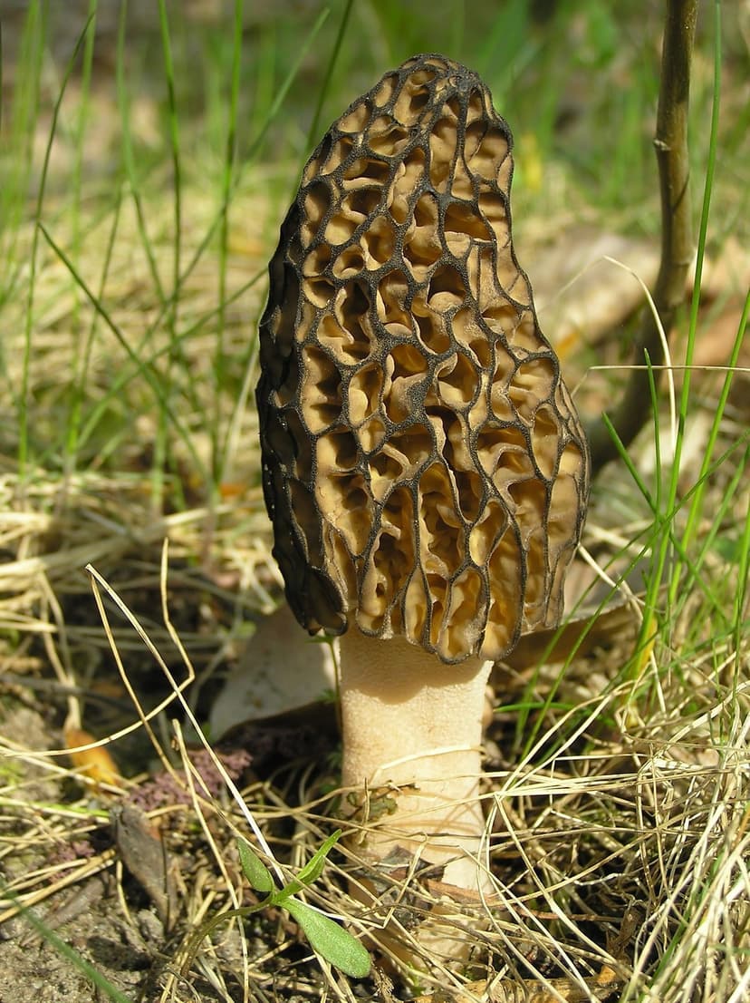 A single fresh morel mushroom (Morchella conica), the wild Himalayan delicacy locally called gucchi or dunghru, foraged from oak and pine forests after monsoon lightning storms
