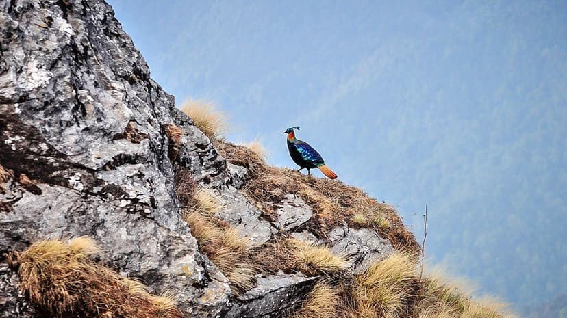 Himalayan Monal pheasant perched on a rocky mountain ridge with mountains in the background, showing iridescent blue-green plumage