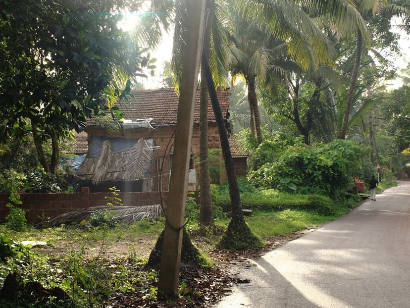 A quiet paved village lane in Bardez, North Goa, lined with coconut palms and a traditional tiled-roof Goan house in warm morning light.