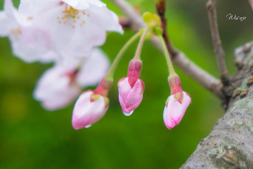 Macro close-up of unopened pink cherry blossom buds with a water droplet hanging from one bud