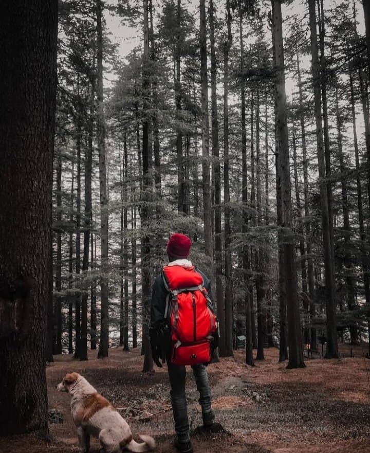 Backpacker with red rucksack and dog standing in deodar forest