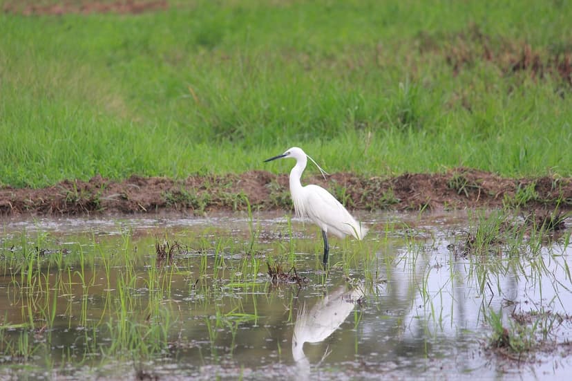 A white little egret standing in a shallow flooded paddy field, reflected in the still water, with green rice shoots and a muddy bund behind.