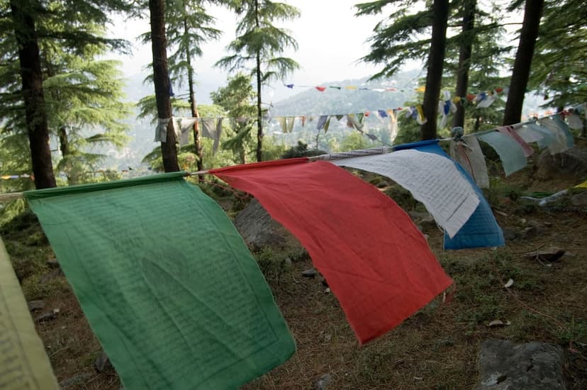 Three Tibetan prayer flags green red and white hanging between deodar pines with the hazy Kangra valley visible below