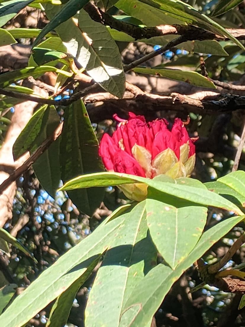 Red rhododendron flower opening from its bud surrounded by leaves