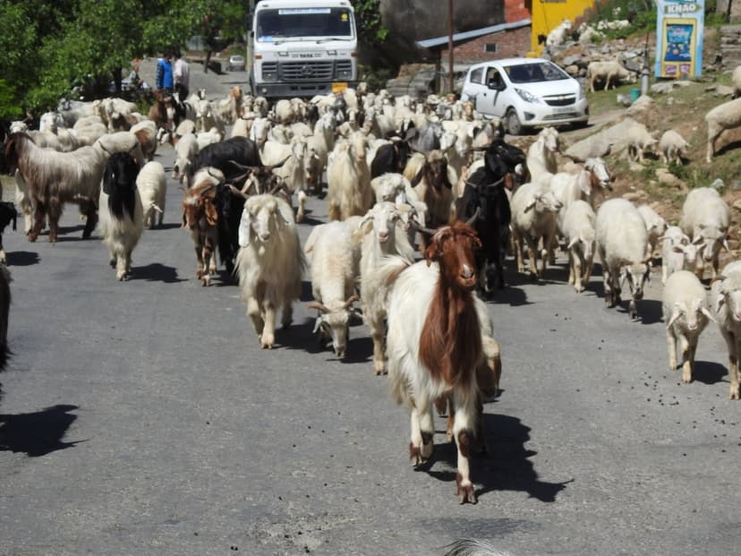 A herd of Gaddi sheep and goats moving down a tarmac road outside Bharmour, with a stopped truck and white car in the background, a Khao shopfront visible at the right
