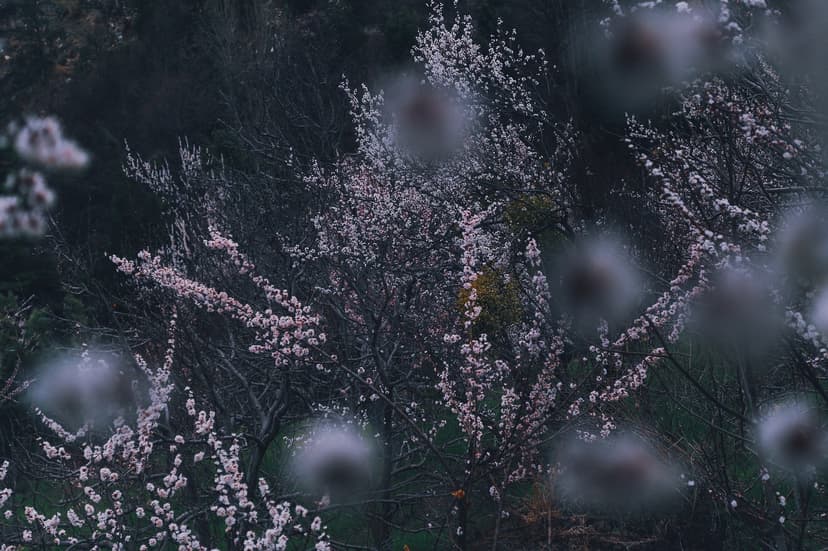 Cluster of pale pink and white apricot blossoms on dark bare branches in Kinnaur, soft evening light, blurred foreground