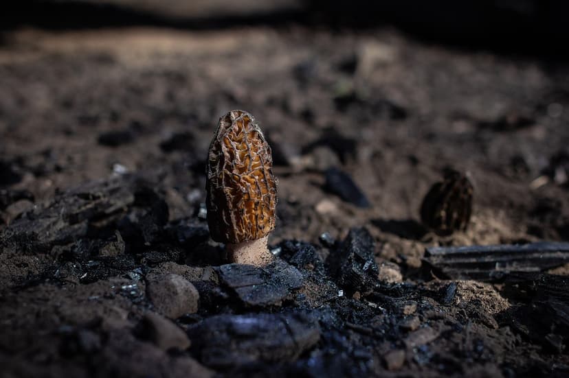 A single wild morel mushroom (gucchi) with its honeycomb cap growing from dark, burnt forest ground