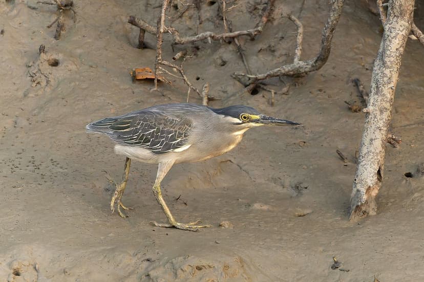 A striated heron walking across a mangrove mudflat, stalking prey among exposed roots