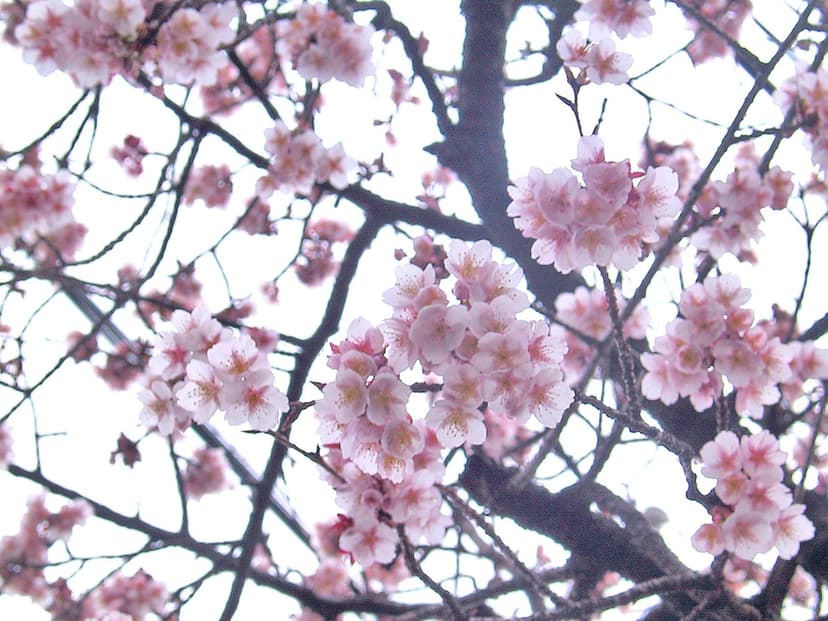 Prunus cerasoides, the wild Himalayan cherry, in full bloom with dense clusters of pale pink-white flowers