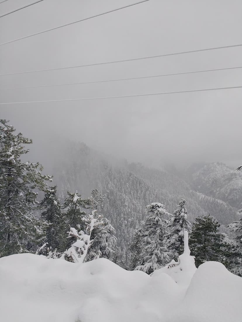 Snow-covered pine and deodar forest in Mashobra near Shimla, thick white snow on branches, misty mountain atmosphere