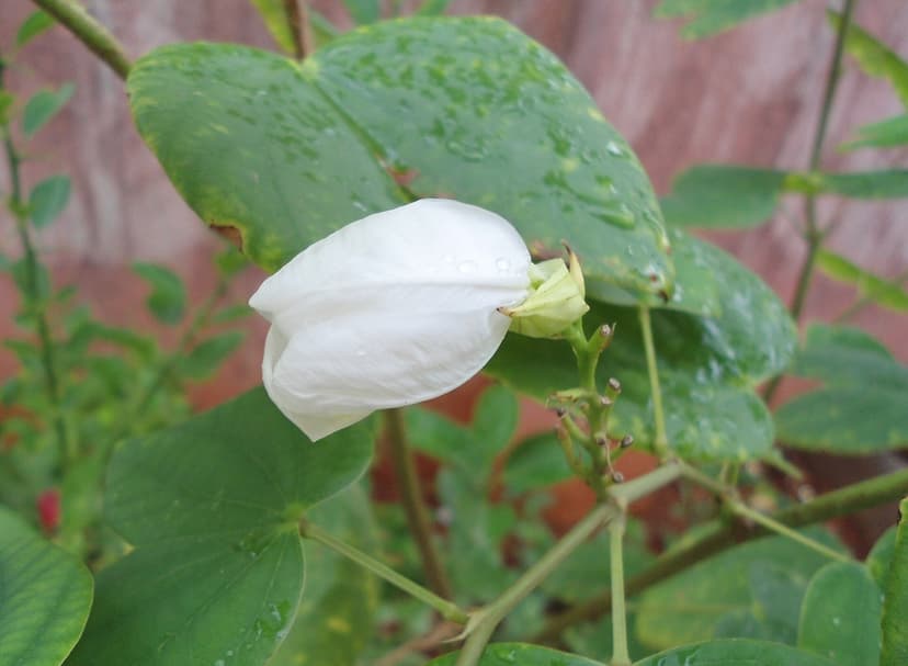 A white Bauhinia flower and an unopened green flower bud on a Bauhinia (kachnar) branch with dewy leaves