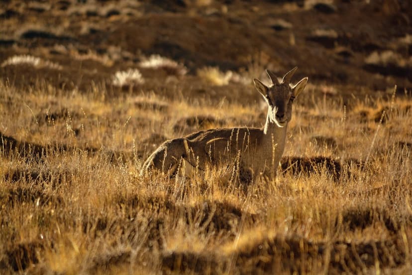 A Himalayan ibex standing in dry golden grass on a Spiti hillside
