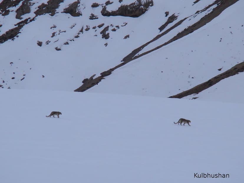 Two wild snow leopards crossing a vast snowfield as small distant shapes in Spiti