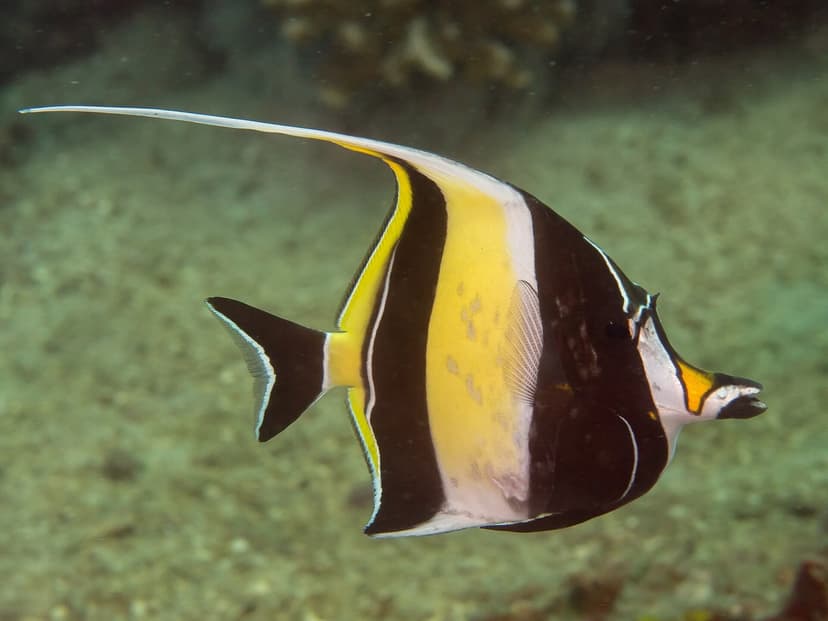 A striking black, white and yellow Moorish idol fish with a long trailing dorsal fin swimming over a sandy reef bottom in greenish water.