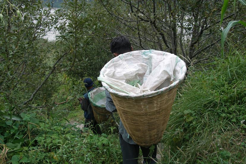 A worker carrying a wicker picking basket on their back through a lush green apple-season orchard in Vashisht, Kullu Valley