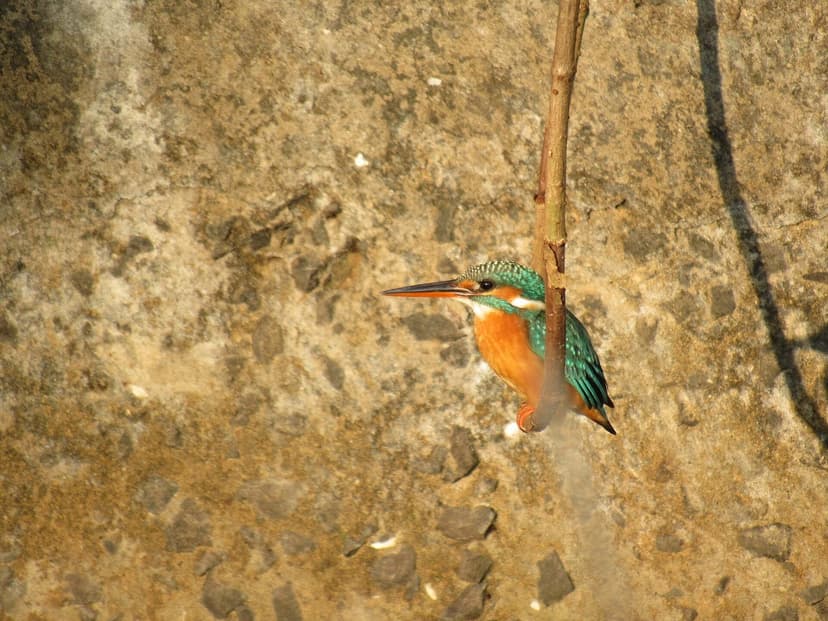 A small brilliant blue and orange common kingfisher perched on a bare twig above water in Goa, its long dark bill pointed down.