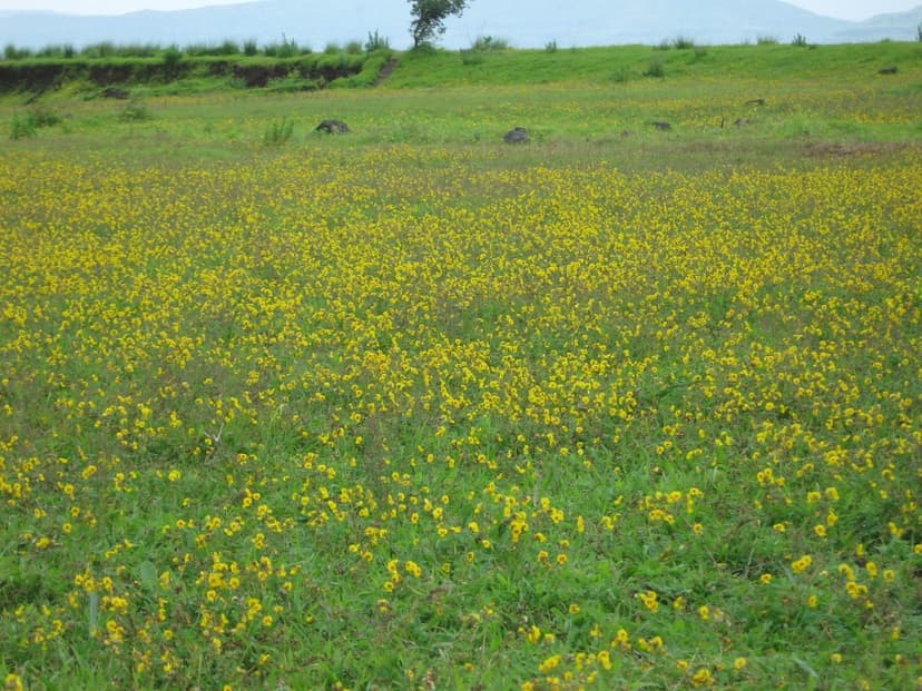 A flat plateau carpeted in small yellow monsoon wildflowers under a grey sky