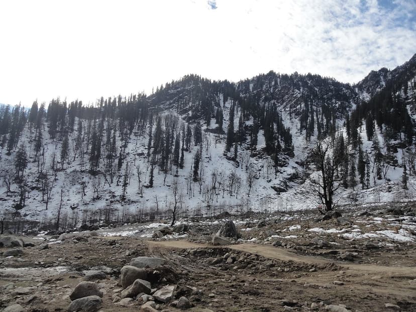 Solang Valley near Manali covered in thick snow, pine trees heavy with fresh snowfall, overcast winter sky, snow sports area visible in the valley