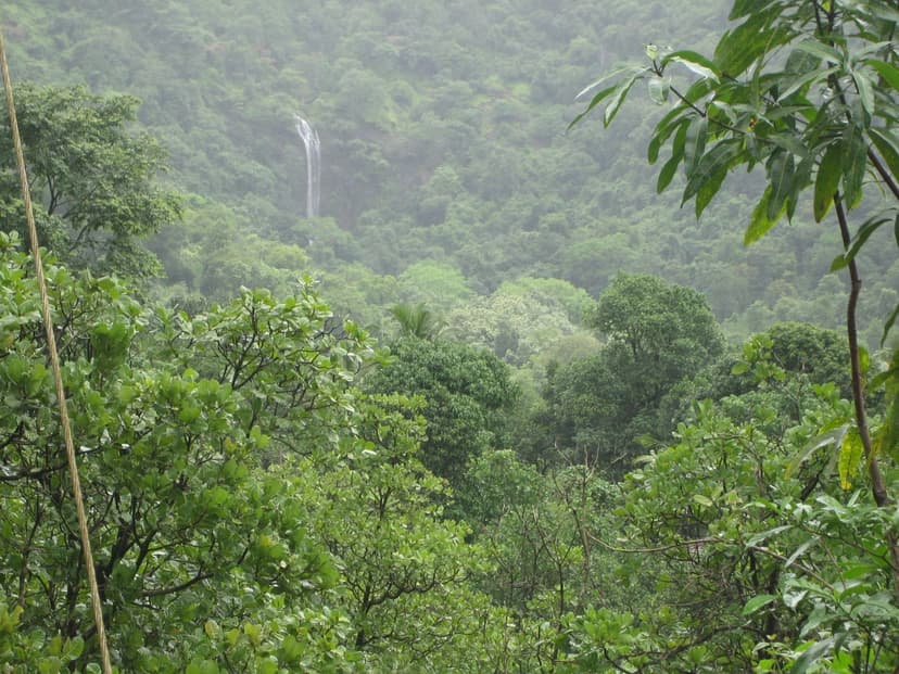 Kuskem Waterfall descending through wet forest in Cotigao, South Goa