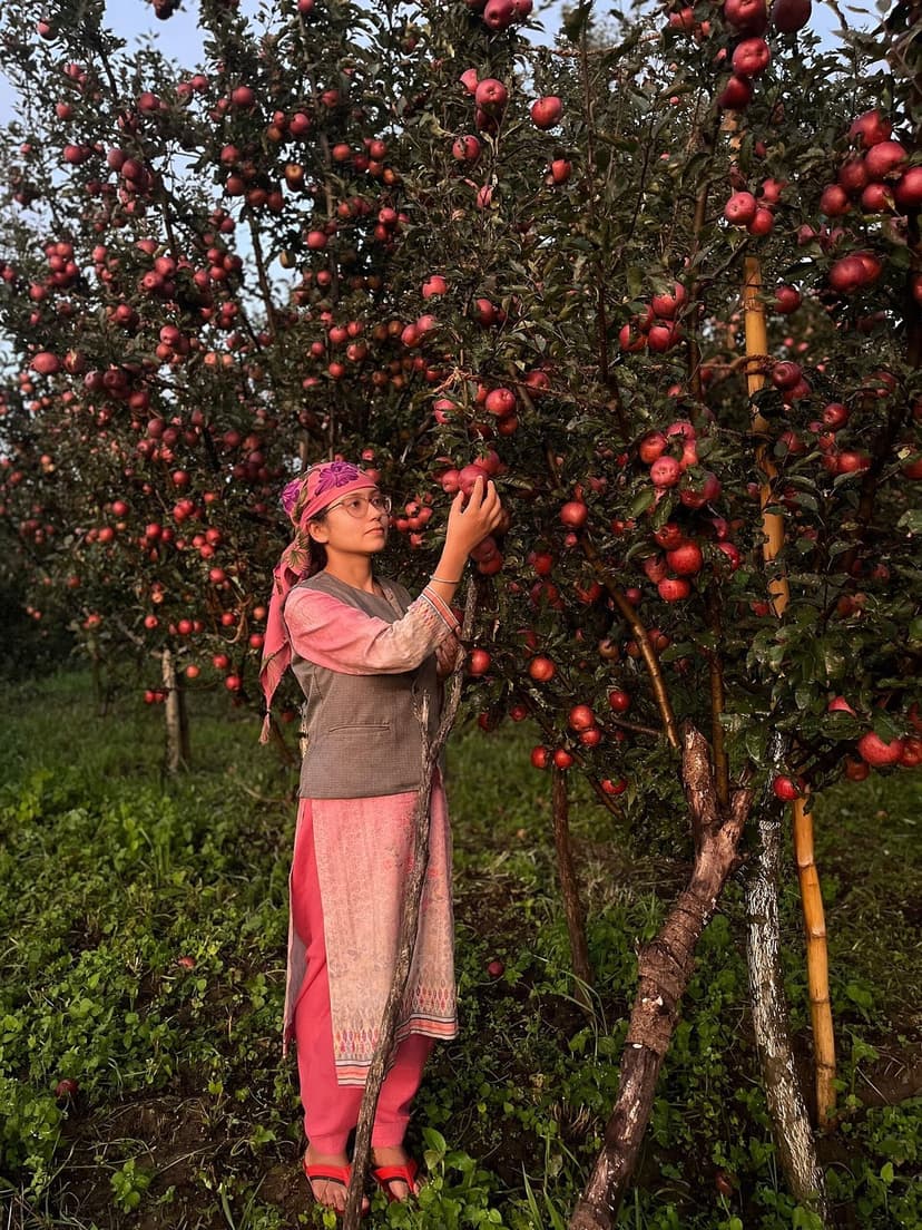 A woman in a pink salwar-kameez picking red apples from a heavily-laden tree in a Himachal orchard