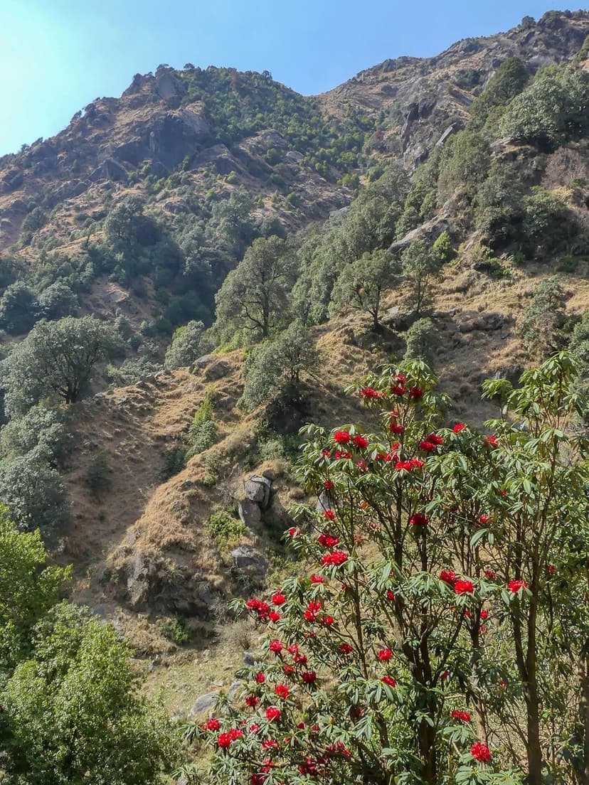 Red rhododendron flowers in bloom in the foreground with the slope above Gallu Devi behind