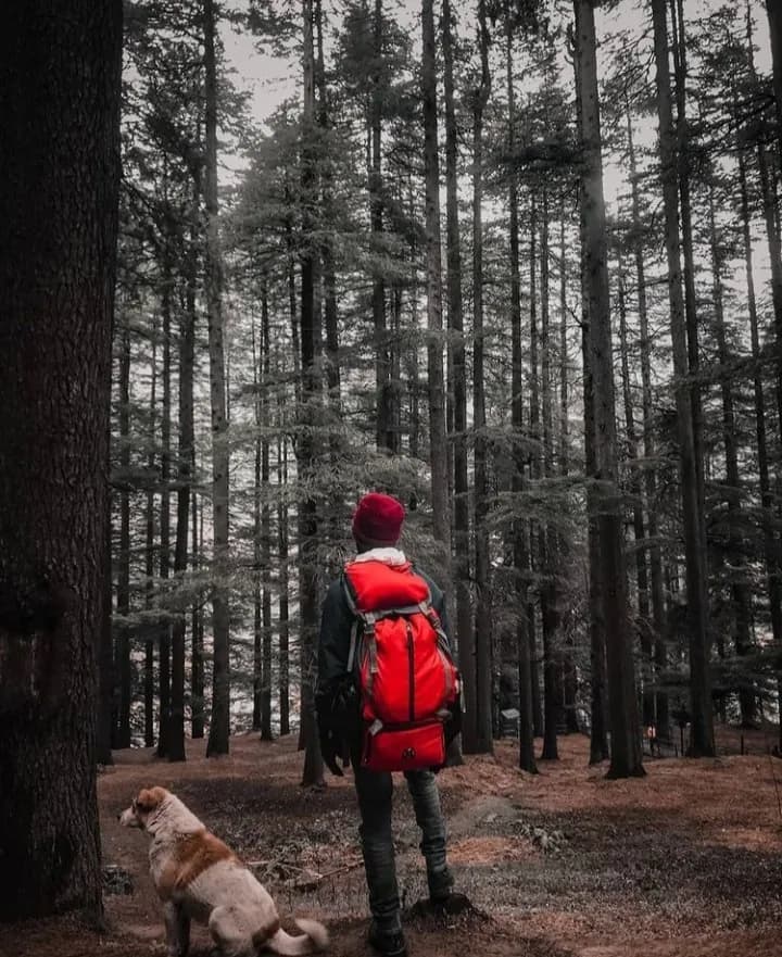 A traveller in a red woolen cap, dark green jacket and red backpack stands on a forest trail in Old Manali among tall deodar trees with a tan and white dog seated beside